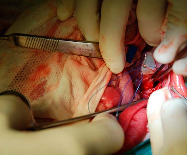 Clínica Veterinaria Romareda sutura del defecto