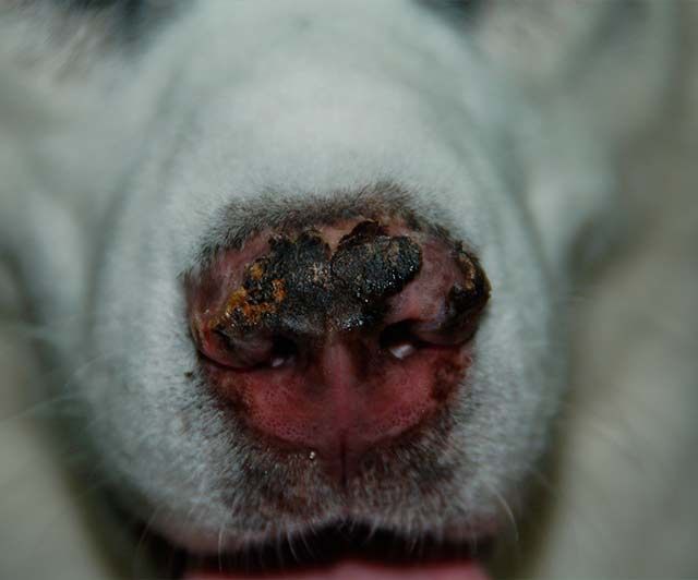 Clínica Veterinaria Romareda nariz de perro