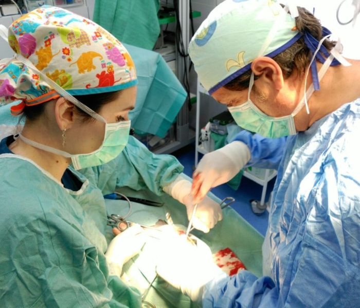 Cirugía veterinaria